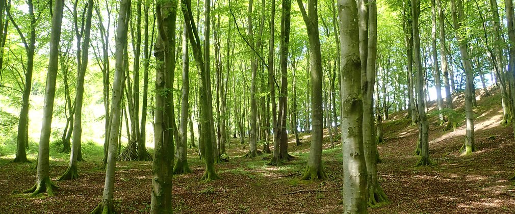 Beech woods selling